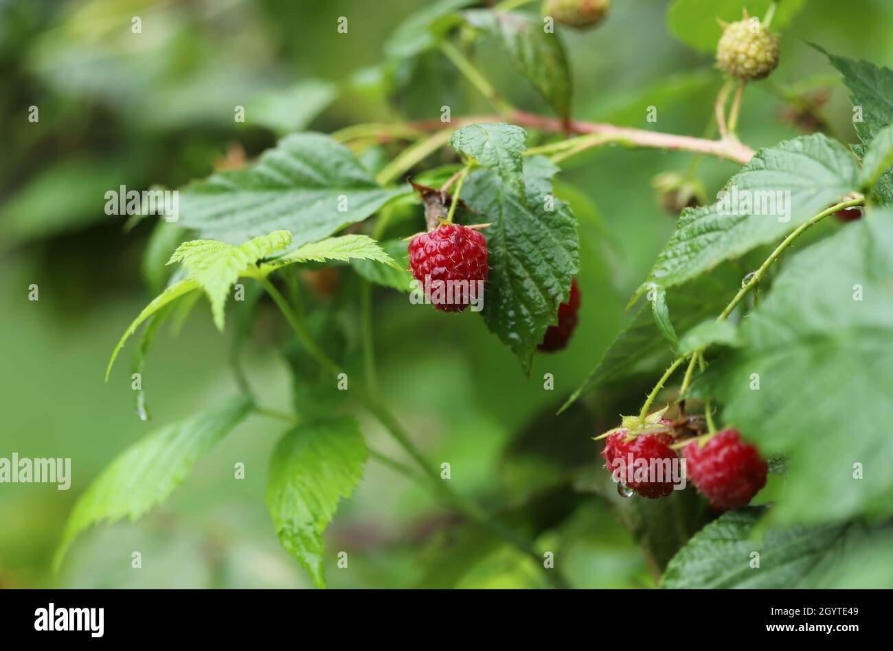 Red raspberry on a bush Stock Photo