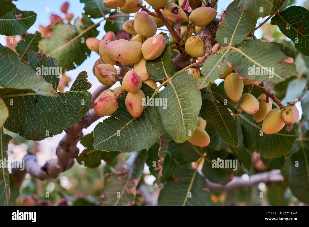 Pistacia vera or pistachio tree with nuts Stock Photo Alamy