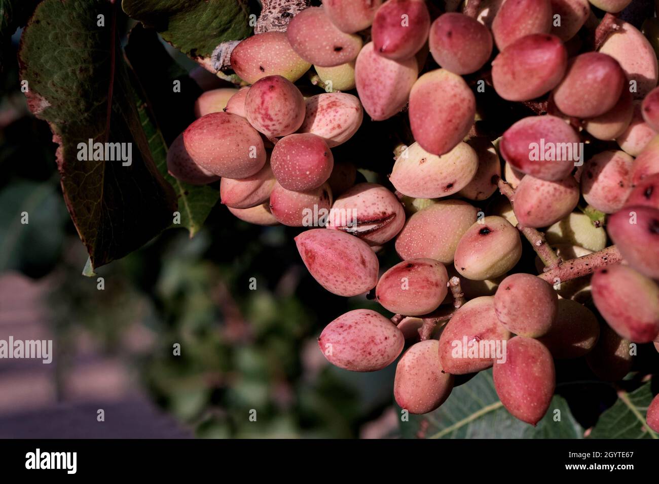 Pistacia vera or pistachio trees red ripe nuts bunch Stock Photo Alamy