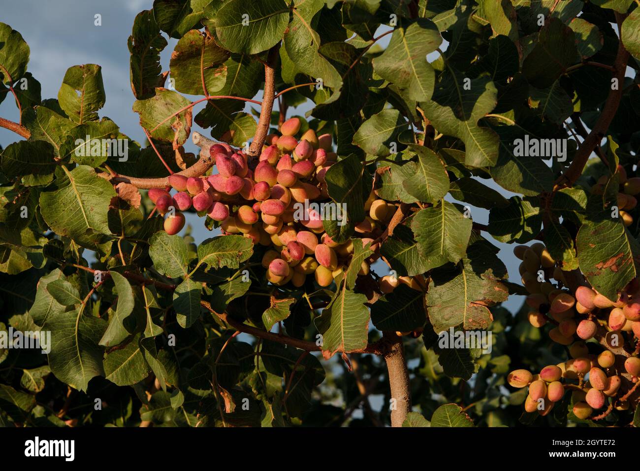 Pistacia vera or pistachio trees red ripe nuts bunch Stock Photo Alamy