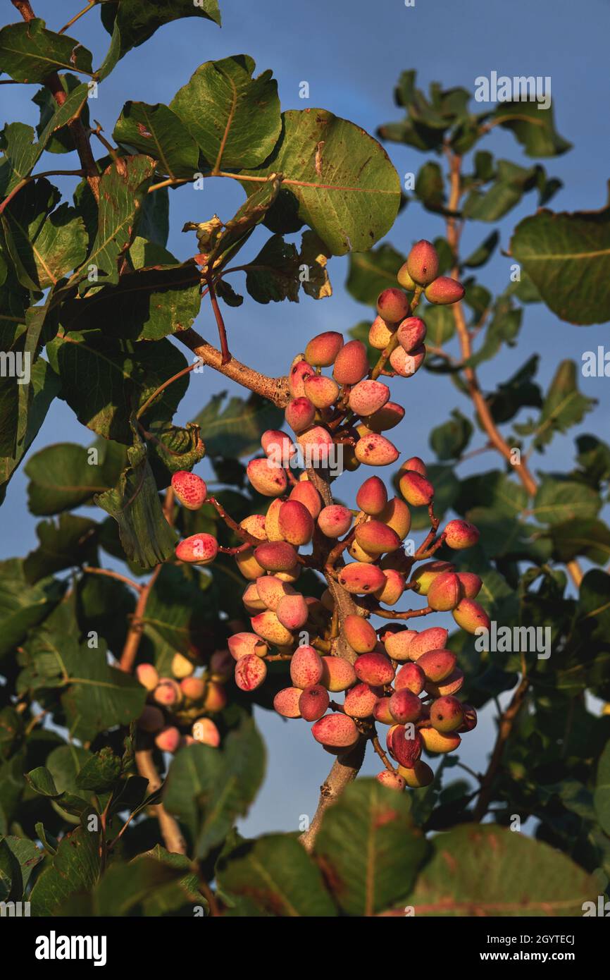 Pistacia vera or pistachio trees red ripe nuts bunch Stock Photo Alamy