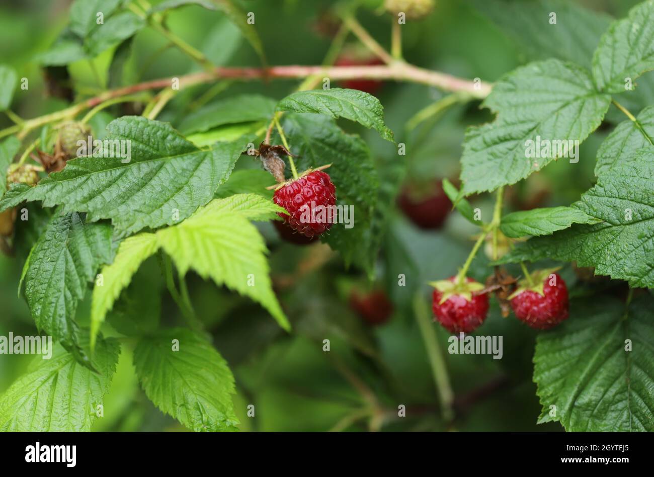 Red raspberry on a bush Stock Photo