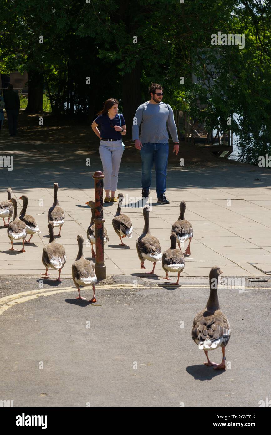 A man and a woman walking along a city street, apparently unconscious of a flock of Greylag Geese walking in front of them, York, North Yorkshire, UK. Stock Photo