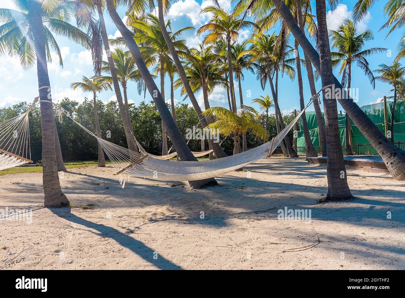 Scenic view of hammock netting hanging from palm tree Stock Photo