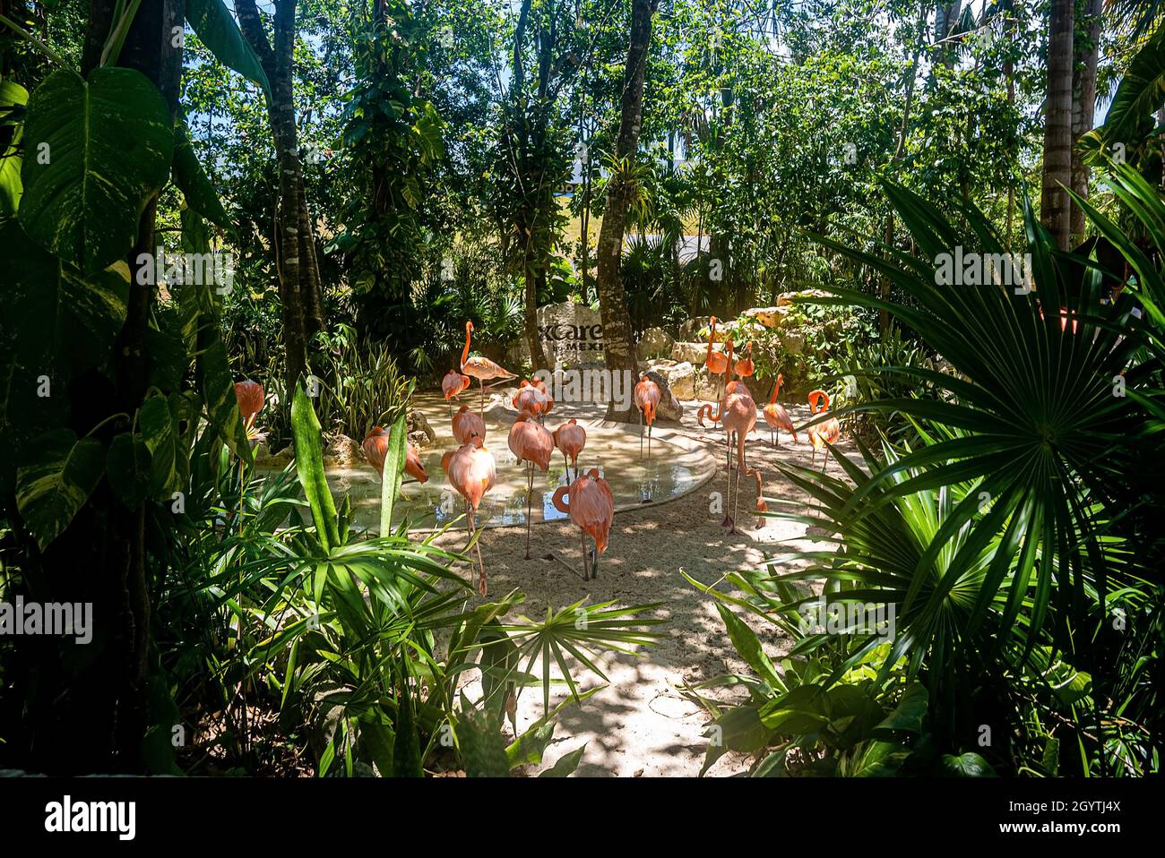 Flock of flamingos in water pond amidst trees at Xcaret eco park Stock Photo