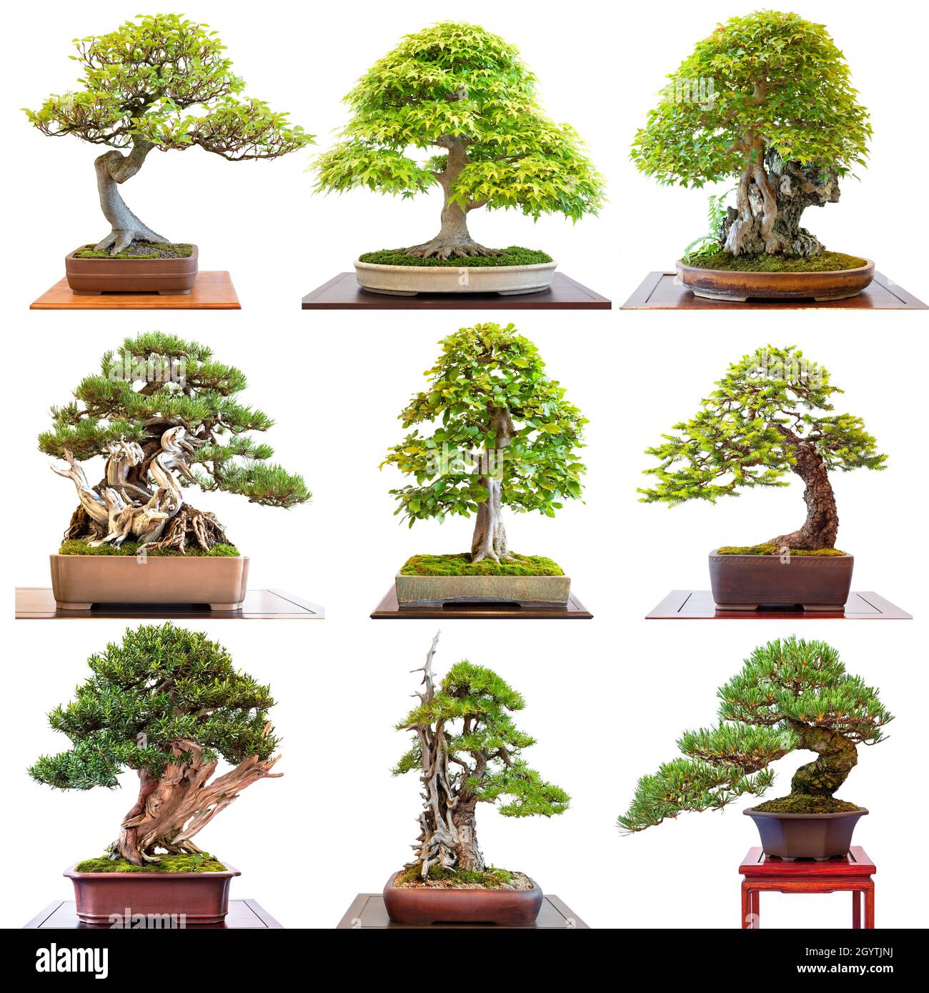 Different bonsai trees conifers and deciduous trees on white background