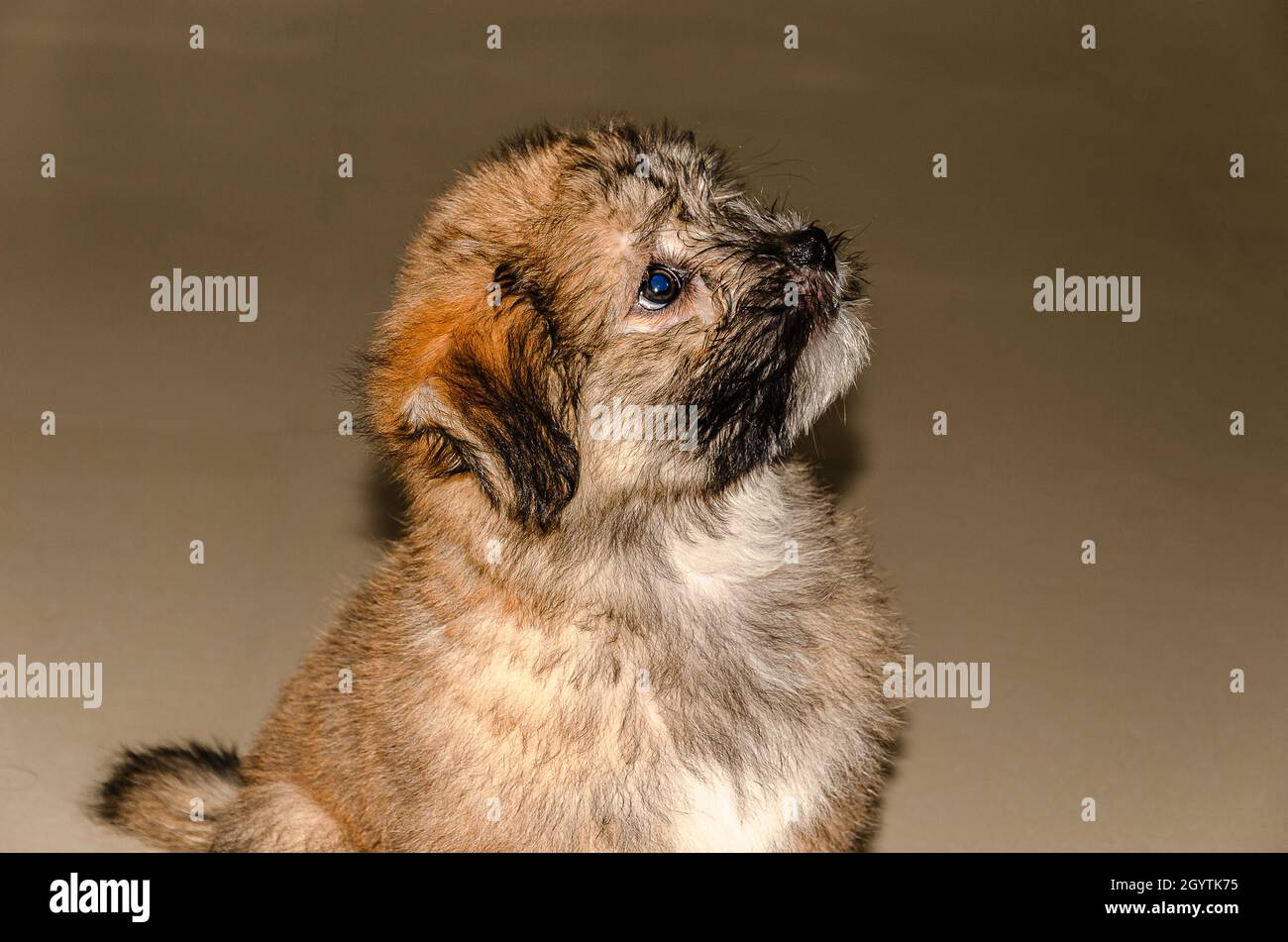 Mischievous cute fluppy Tibetan Lhasa puppy Stock Photo