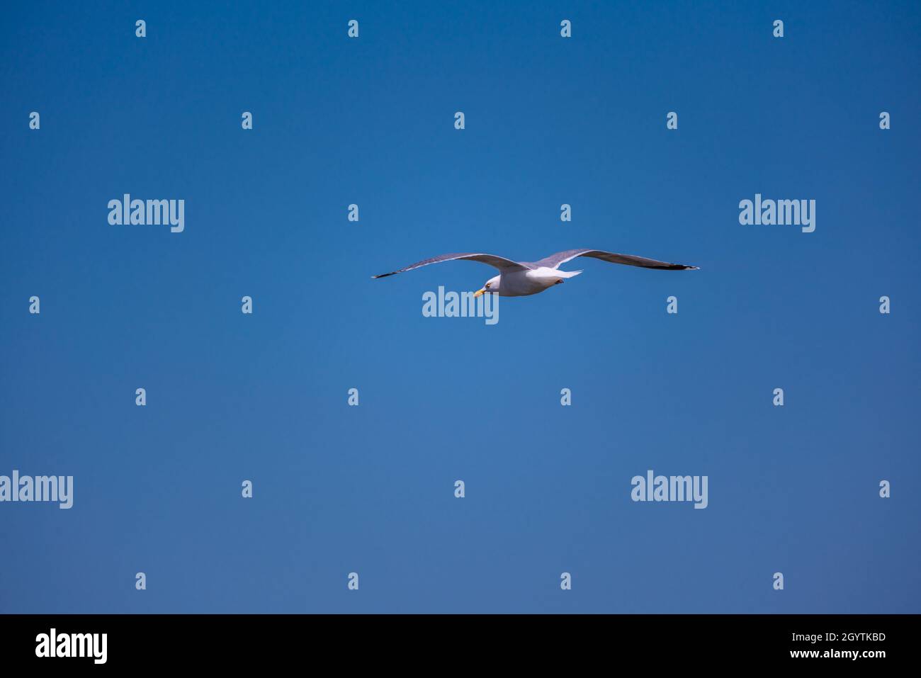 White seagull in flight on the blue sky Stock Photo - Alamy