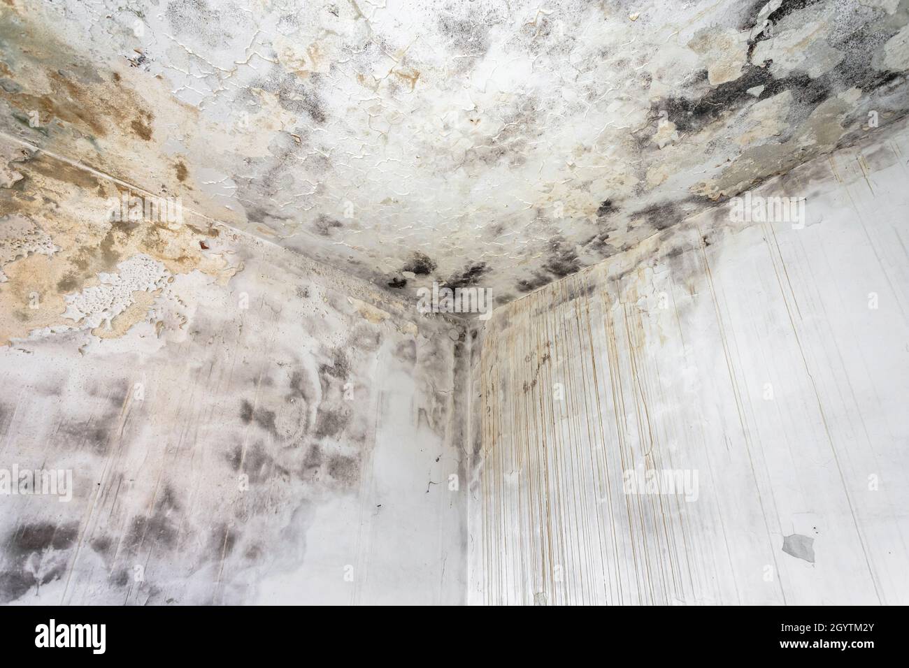 Mold fungus on ceiling and wall of roomcreating health problems for the