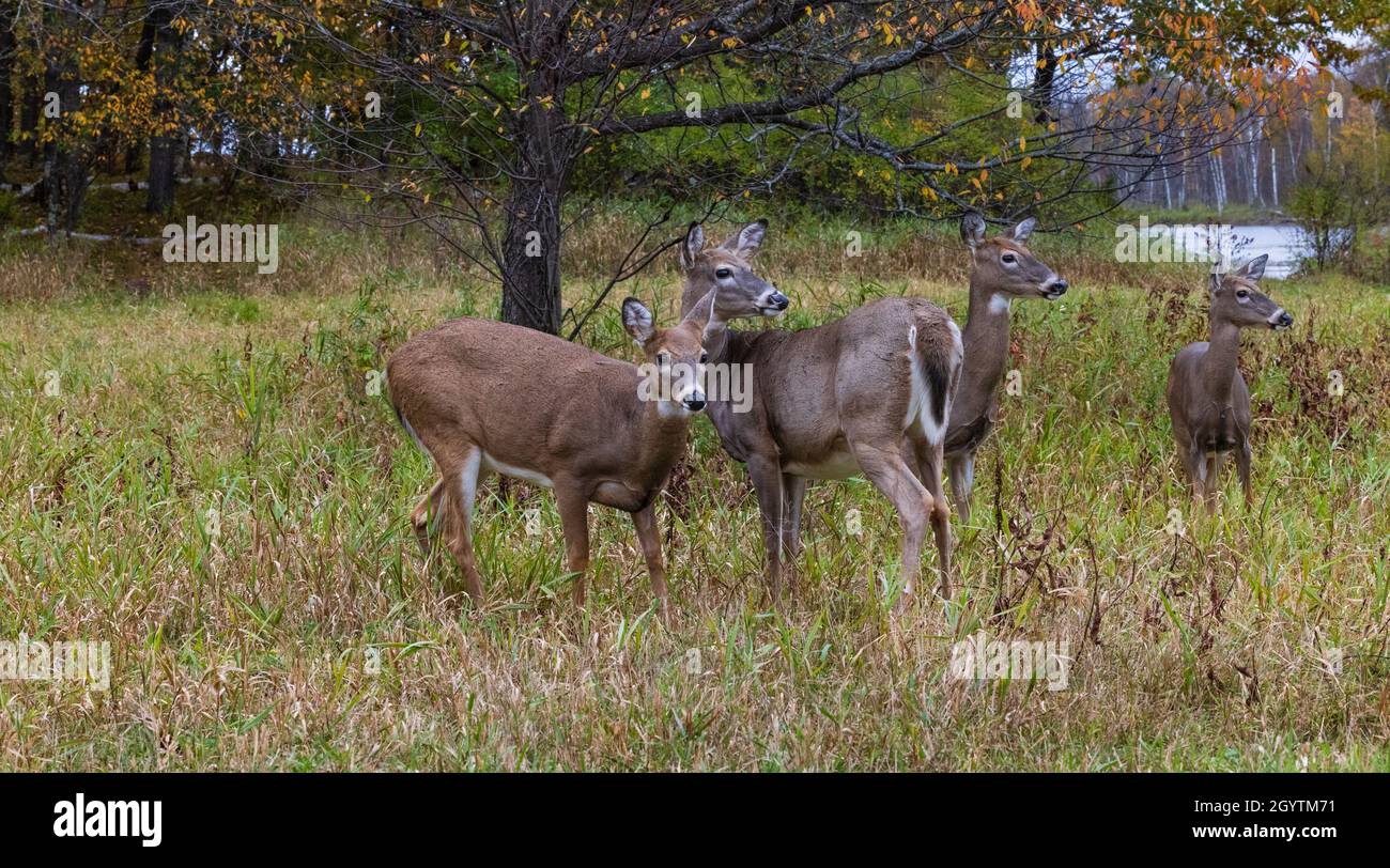 Whitetailed deer in a northern Wisconsin field Stock Photo Alamy
