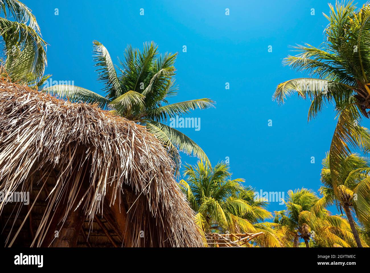 Low angle view of bunch of fresh coconuts growing on palm tree against blue cloudy sky Stock Photo