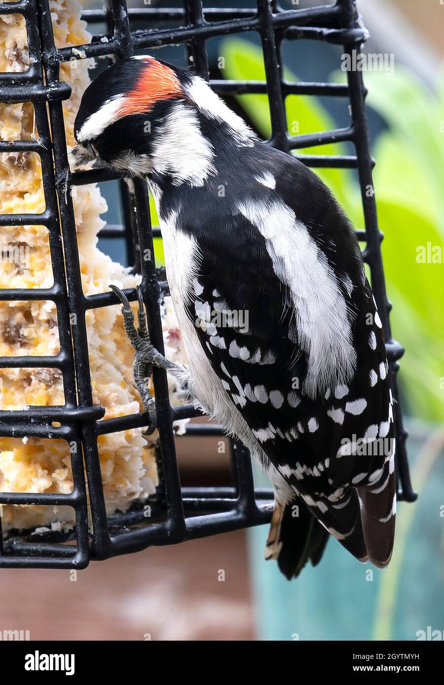 Woodpecker on a Suet Feeder Stock Photo Alamy