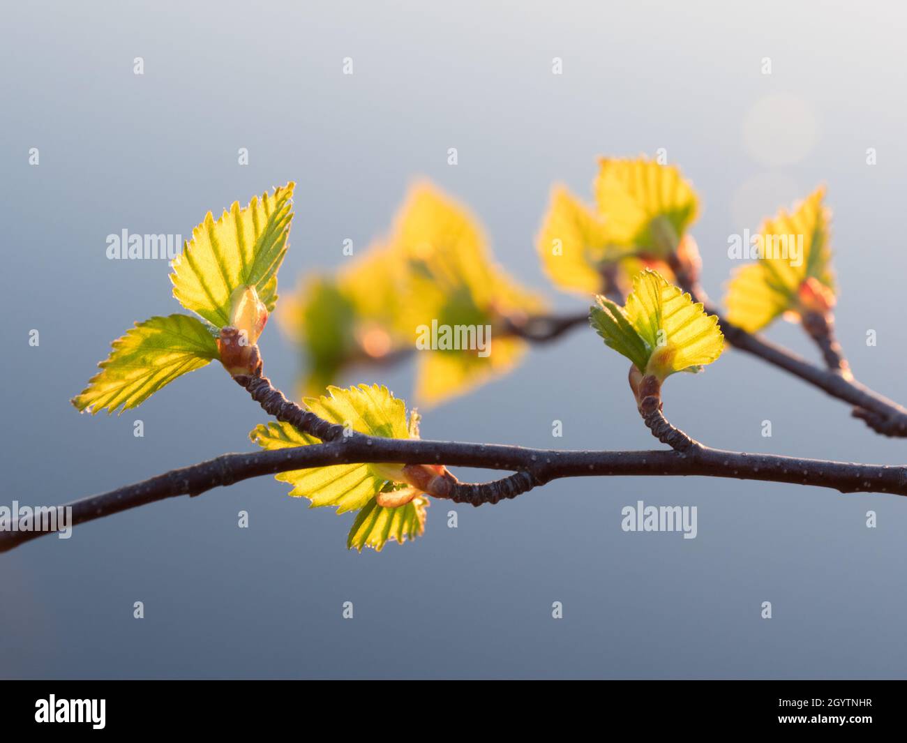 Young light green birch leaves in spring Stock Photo