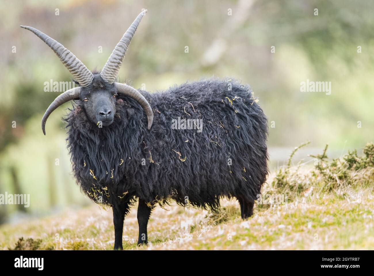 4 horned hebridean sheep hi-res stock photography and images - Alamy
