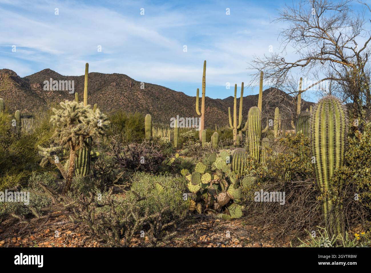 Saguaro Cactus, Carnegiea gigantea with a tall Chain Fruit Cholla or Jumping Cholla - Cylindropuntia fulgida, at left with a Buckhorn Cholla - Cylindr Stock Photo