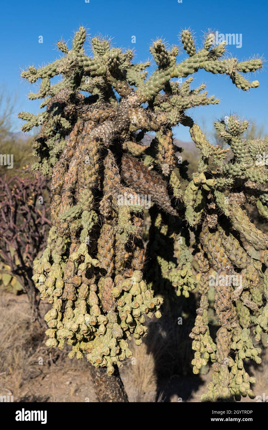 A Chainfruit Cholla or Jumping Cholla, Cylindropuntia fulgida, in Saguaro National Park, Tucson, Arizona. Stock Photo