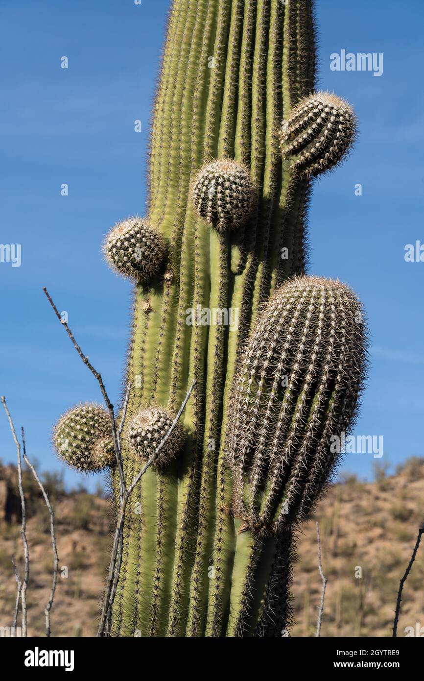 New arms bud out on a Saguaro cactus, Carnegiea gigantea, in Saguaro National Park, Tucson, Arizona. Stock Photo