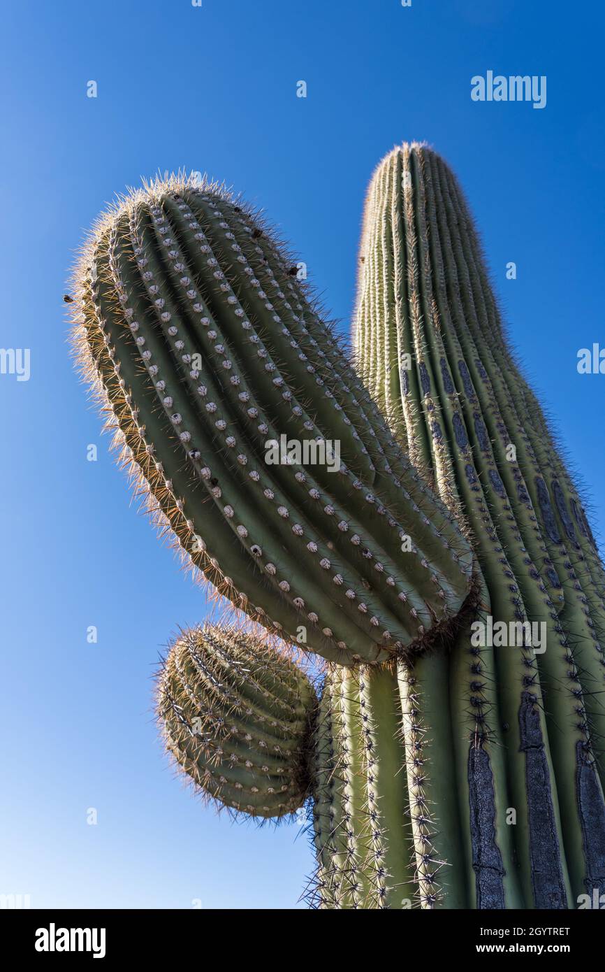 New arms bud out on a Saguaro cactus, Carnegiea gigantea, in Saguaro ...