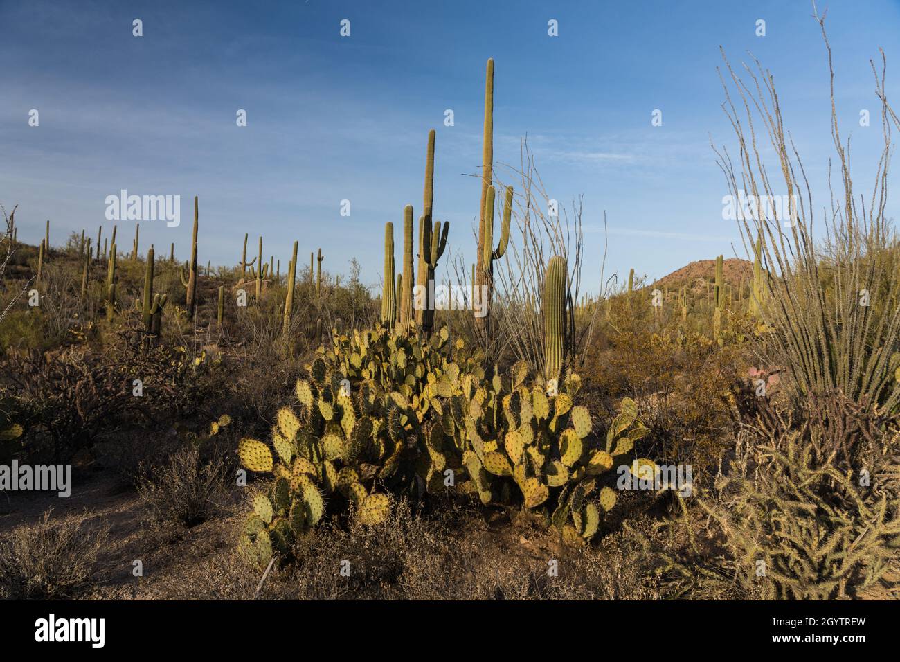 Saguaro, cholla, ocotillo and Engelmann's Prickly Pear cactus in the Tucson Mountains, Saguaro National Park, Tucson, Arizona. Stock Photo