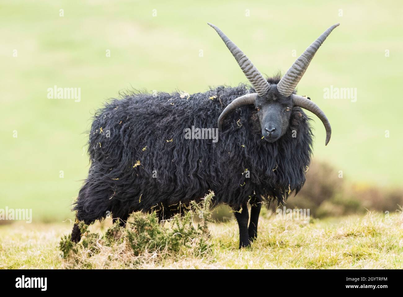 4 horned hebridean sheep hires stock photography and images Alamy
