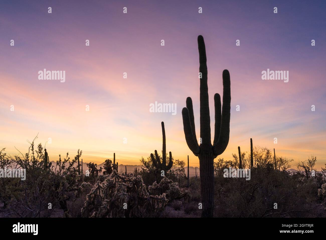 Cholla and Saguaro cactus sillhouetted at sunset in Saguaro National Park, Tucson, Arizona. Stock Photo