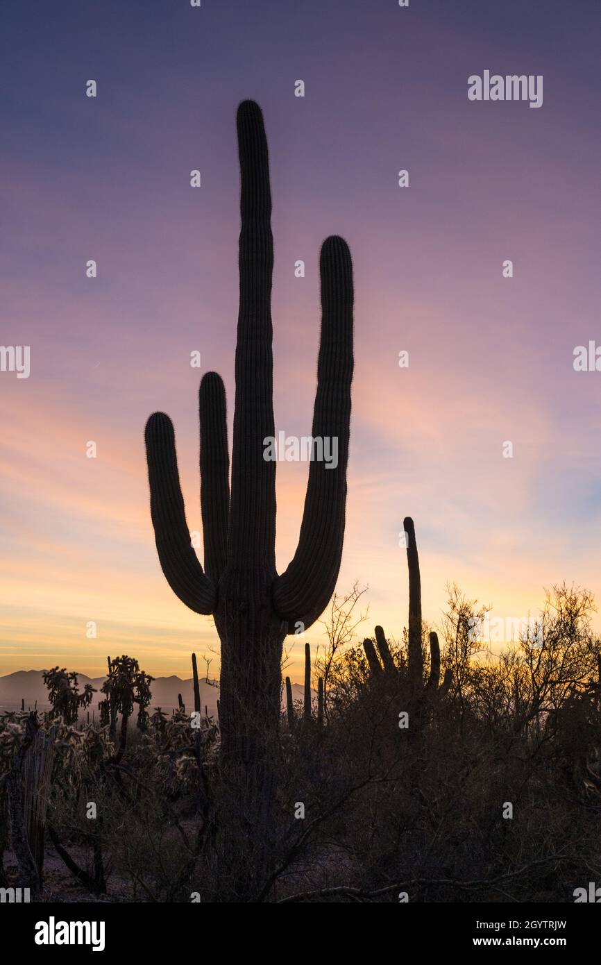 Cholla and Saguaro cactus sillhouetted at sunset in Saguaro National Park, Tucson, Arizona. Stock Photo