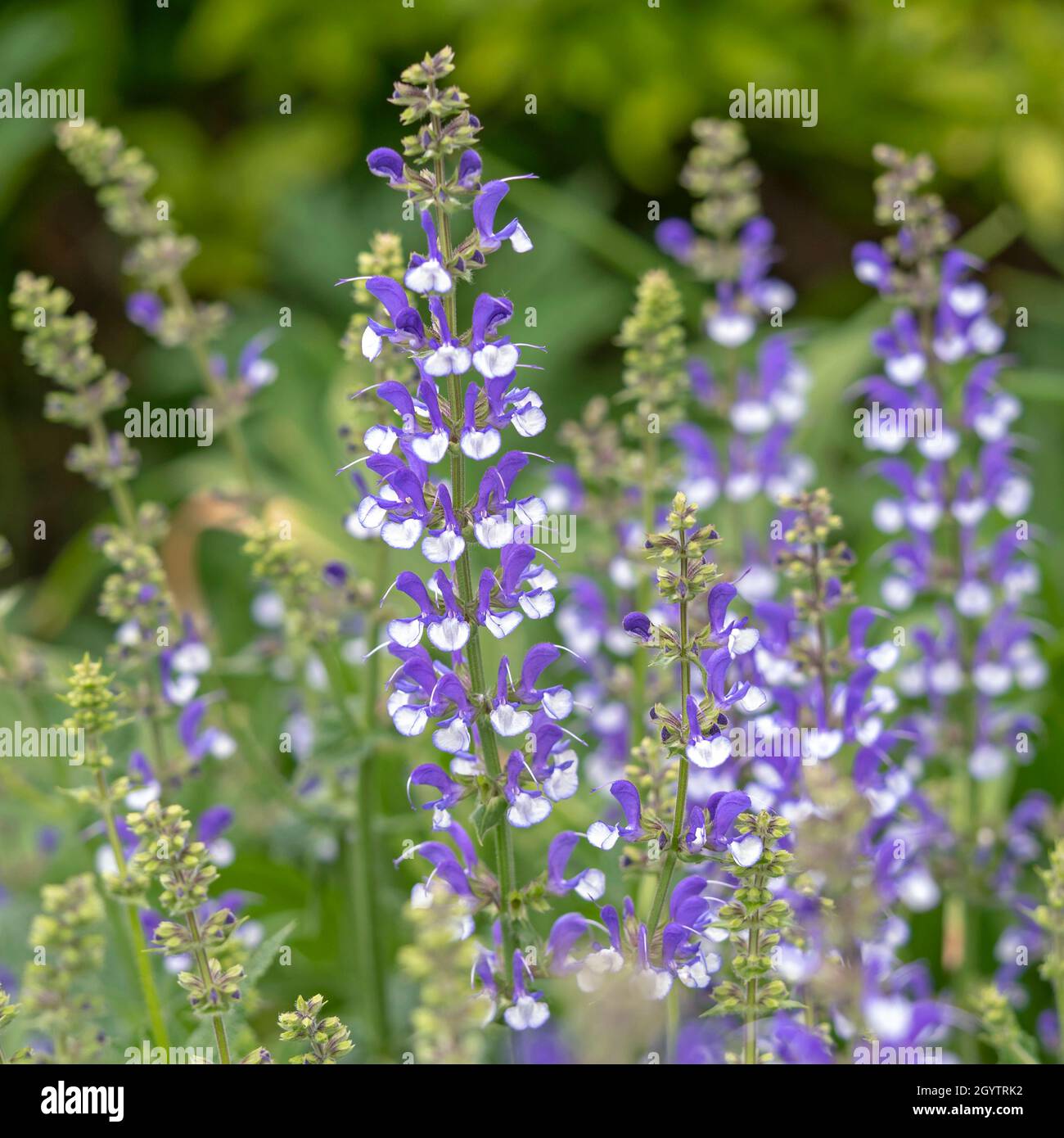 Blue and white flower spikes of Salvia farinacea Stock Photo