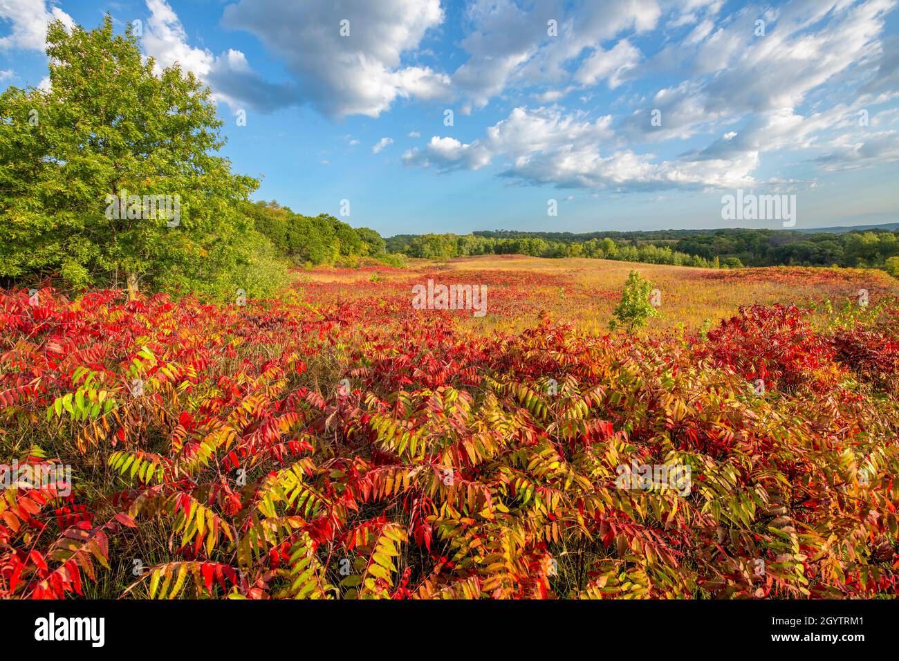 Prairie with Goldenrod (Solidago) and Staghorn sumac (Rhus typhina), fall colors, Autumn, Minnesota, USA, by Dominique Braud/Dembinsky Photo Assoc Stock Photo