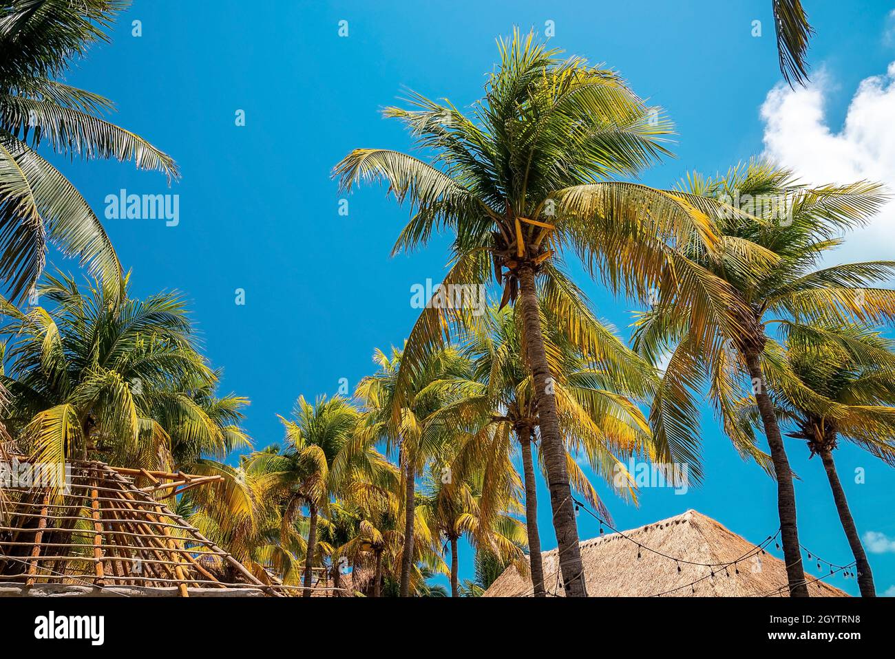 Low angle view of bunch of fresh coconuts growing on palm tree against blue cloudy sky Stock Photo