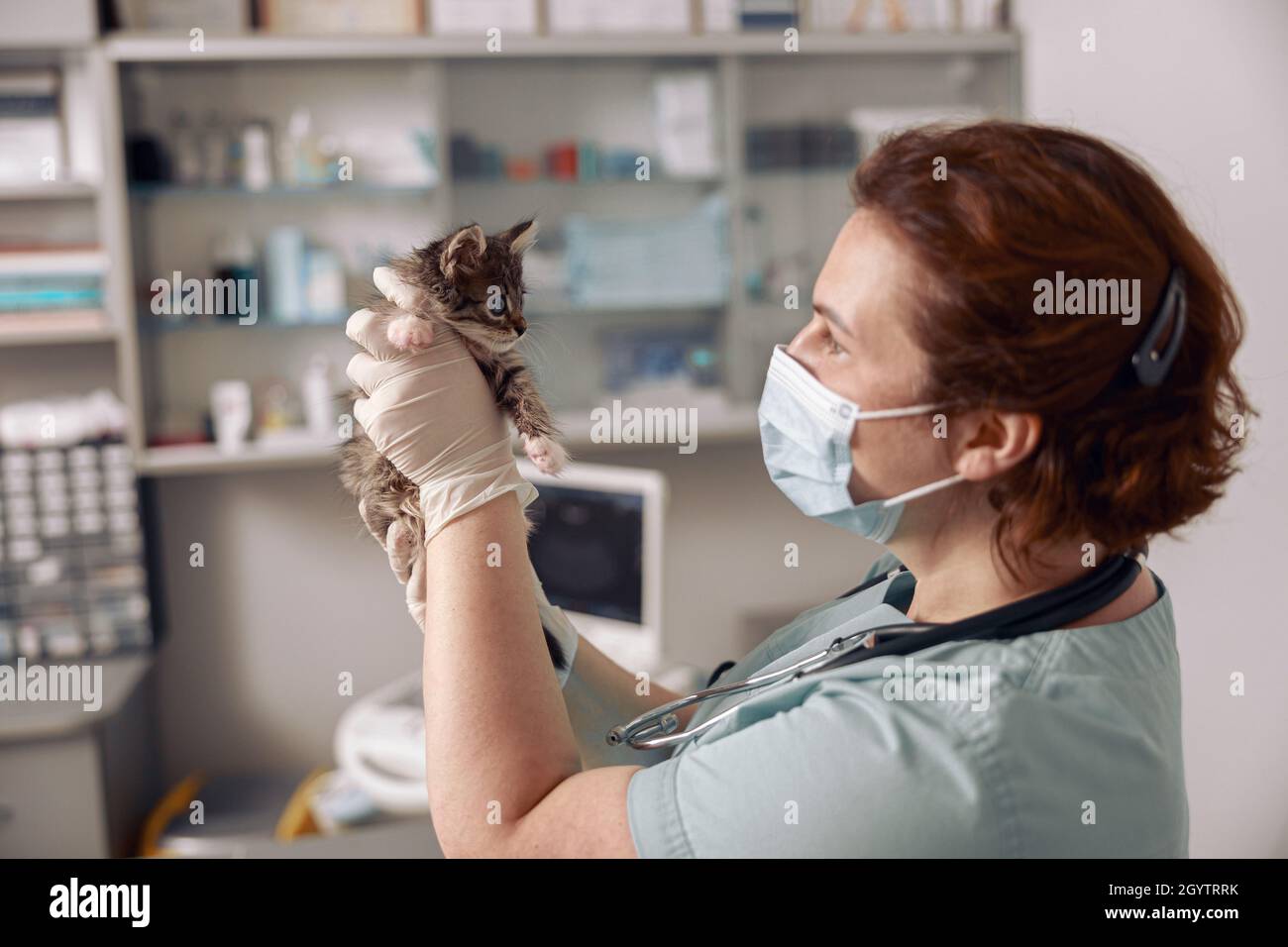 Veterinarian in mask looks at cute little tabby kitten at appointment in hospital Stock Photo
