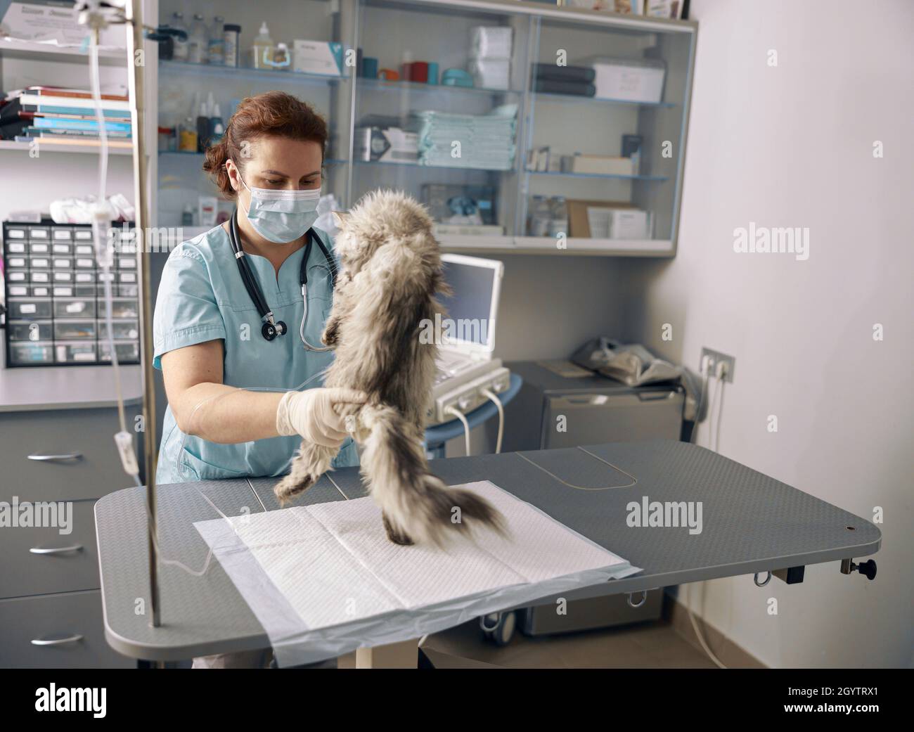 Woman veterinarian in uniform with mask examines fluffy cat in clinic office Stock Photo