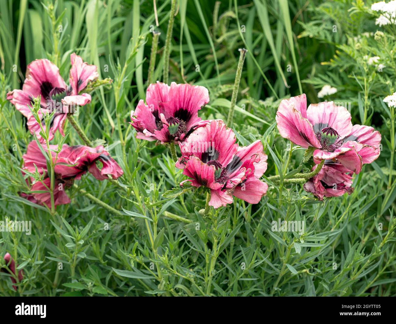 Large pink poppy flowers wilting in a summer garden Stock Photo