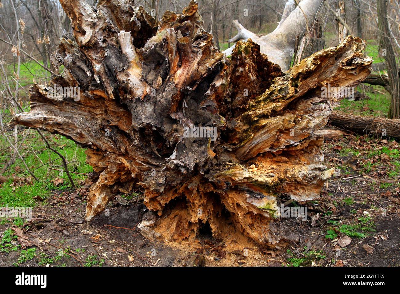The roots of a dead tree fell down after the strong wind. Stock Photo