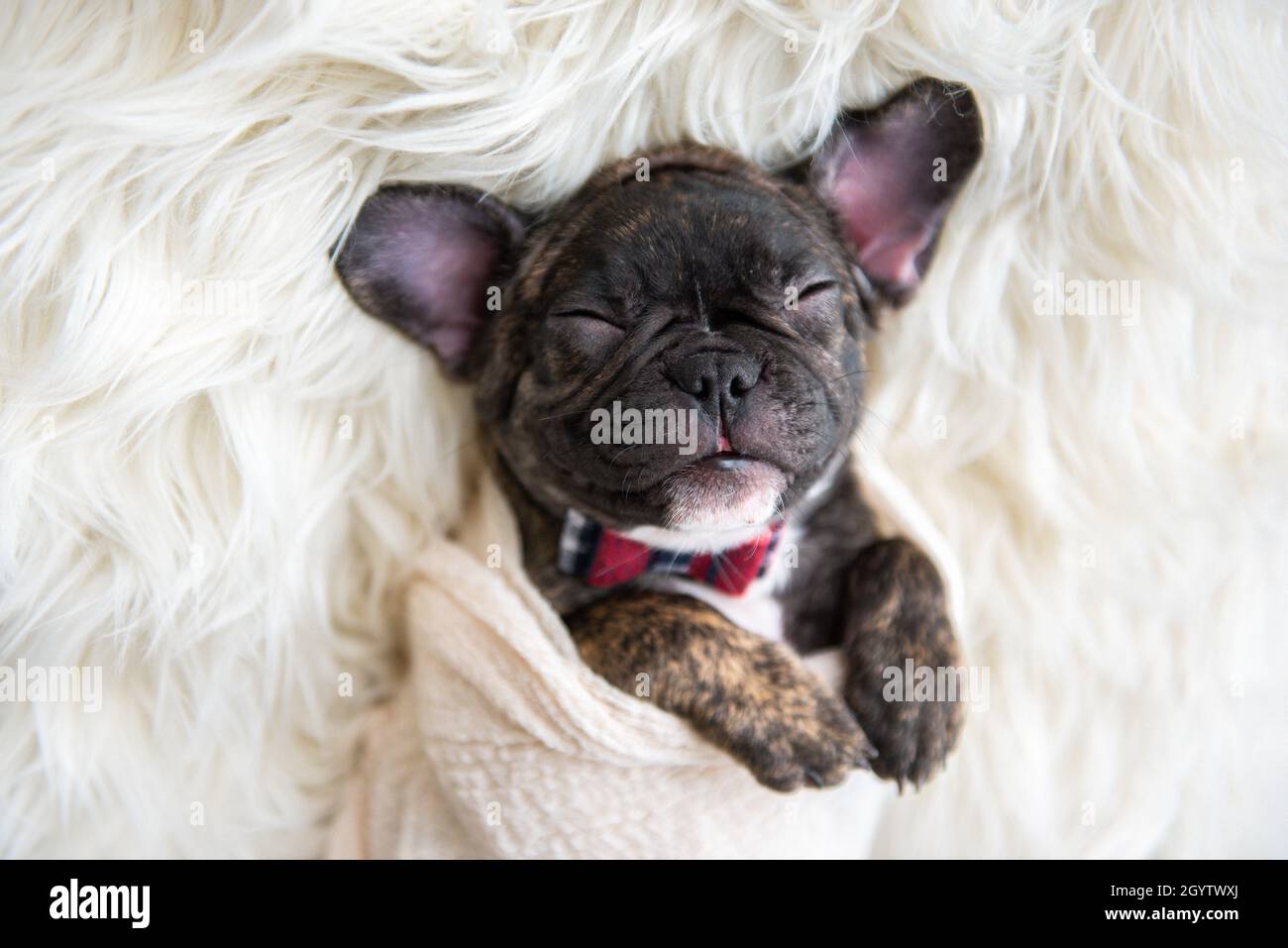 French bulldog baby blanket 2025