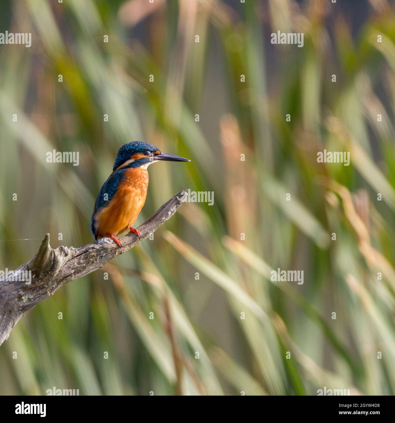 Kingfisher Alcedo atthis orange red underparts electric blue wings back and head orange feet legs and cheeks white throat and  long dagger like bill Stock Photo