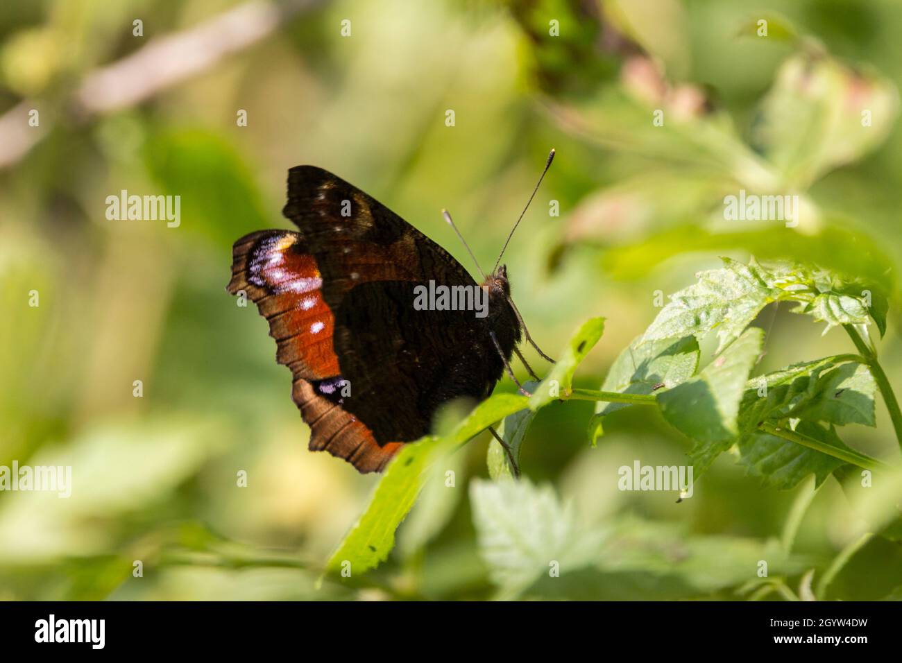 Peacock butterfly (Inachis io) maroon upper wing with white and purple false eye markings smoky brown underwing sun bathing part open wings Stock Photo