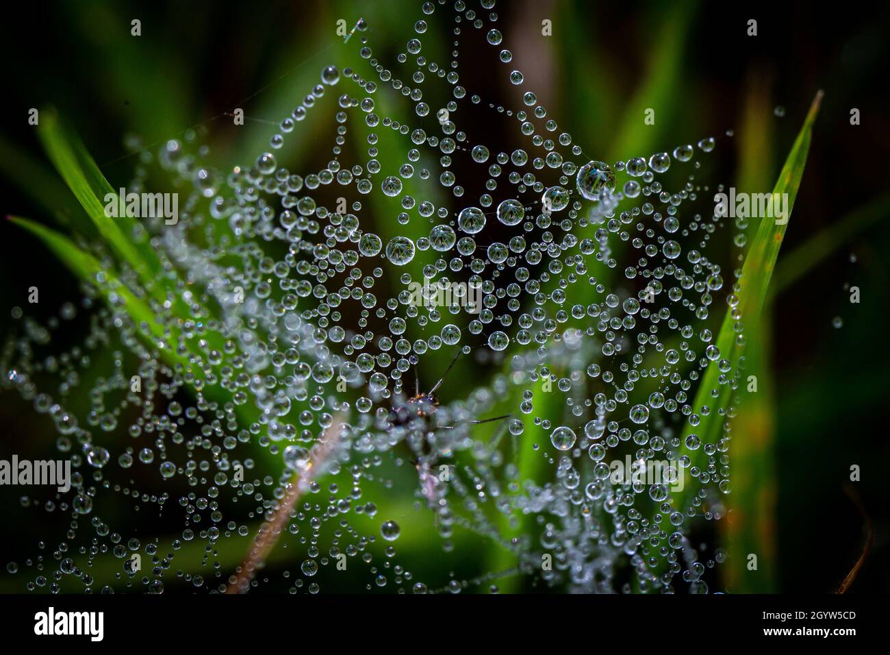 Droplets of dew on a fine spiders web, with a shallow depth of field Stock Photo
