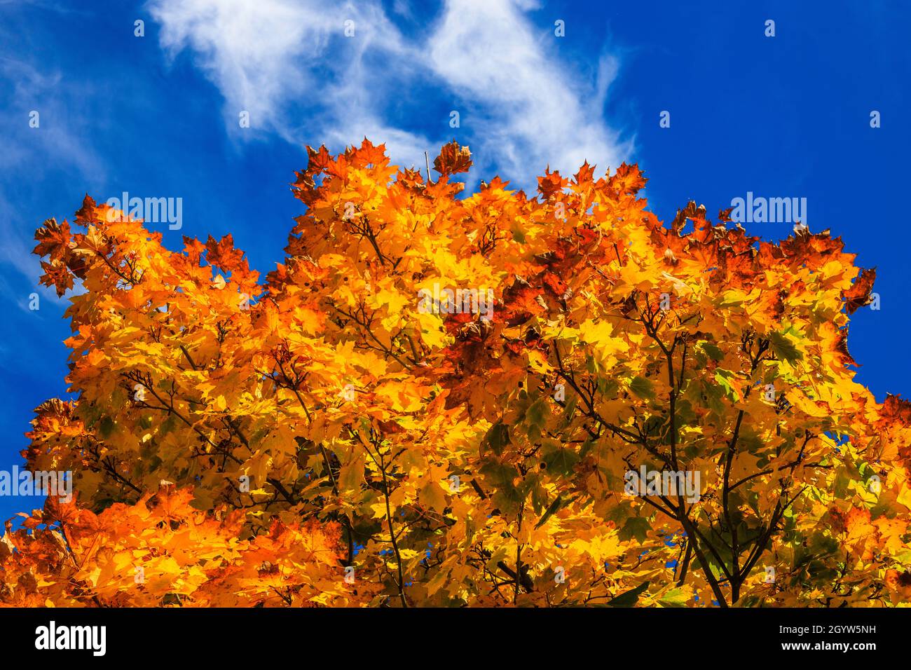 Colored Bright Maple Leaves in Fall Against Blue Sky Stock Photo - Alamy