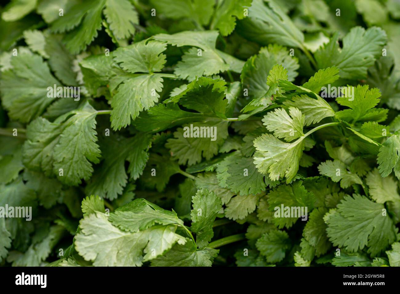 A full frame photograph of coriander leaves, also known as cilantro