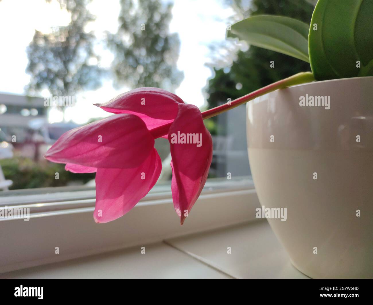 Medinilla plant in pot with beautiful hanging pink flower. Stock Photo