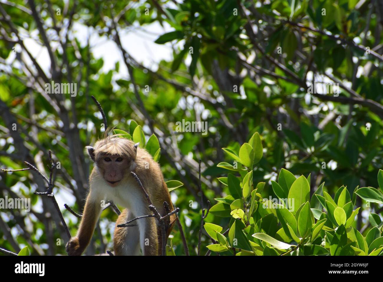 Angry tree hi-res stock photography and images - Alamy