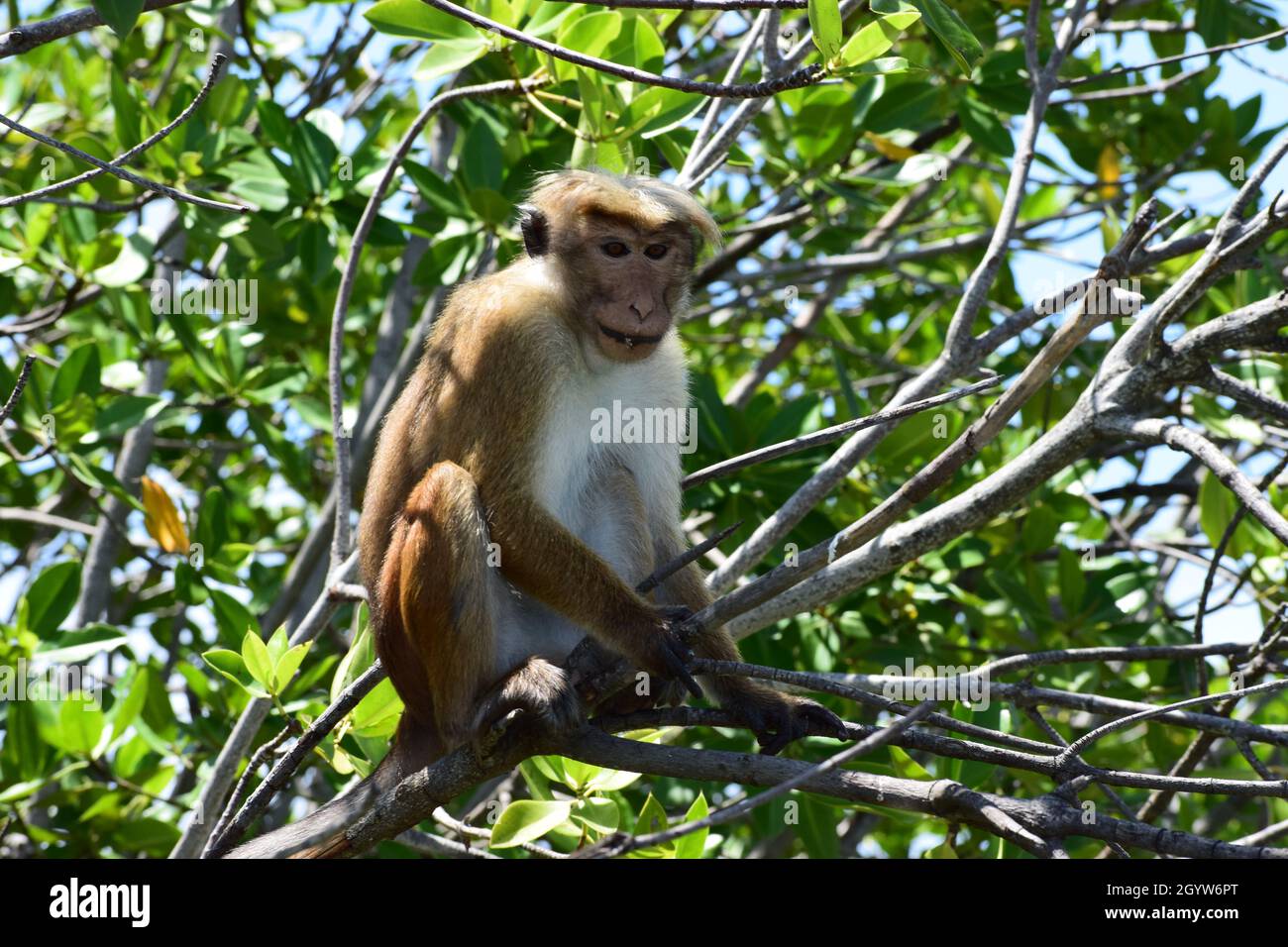 Angry monkey on the tree Stock Photo - Alamy
