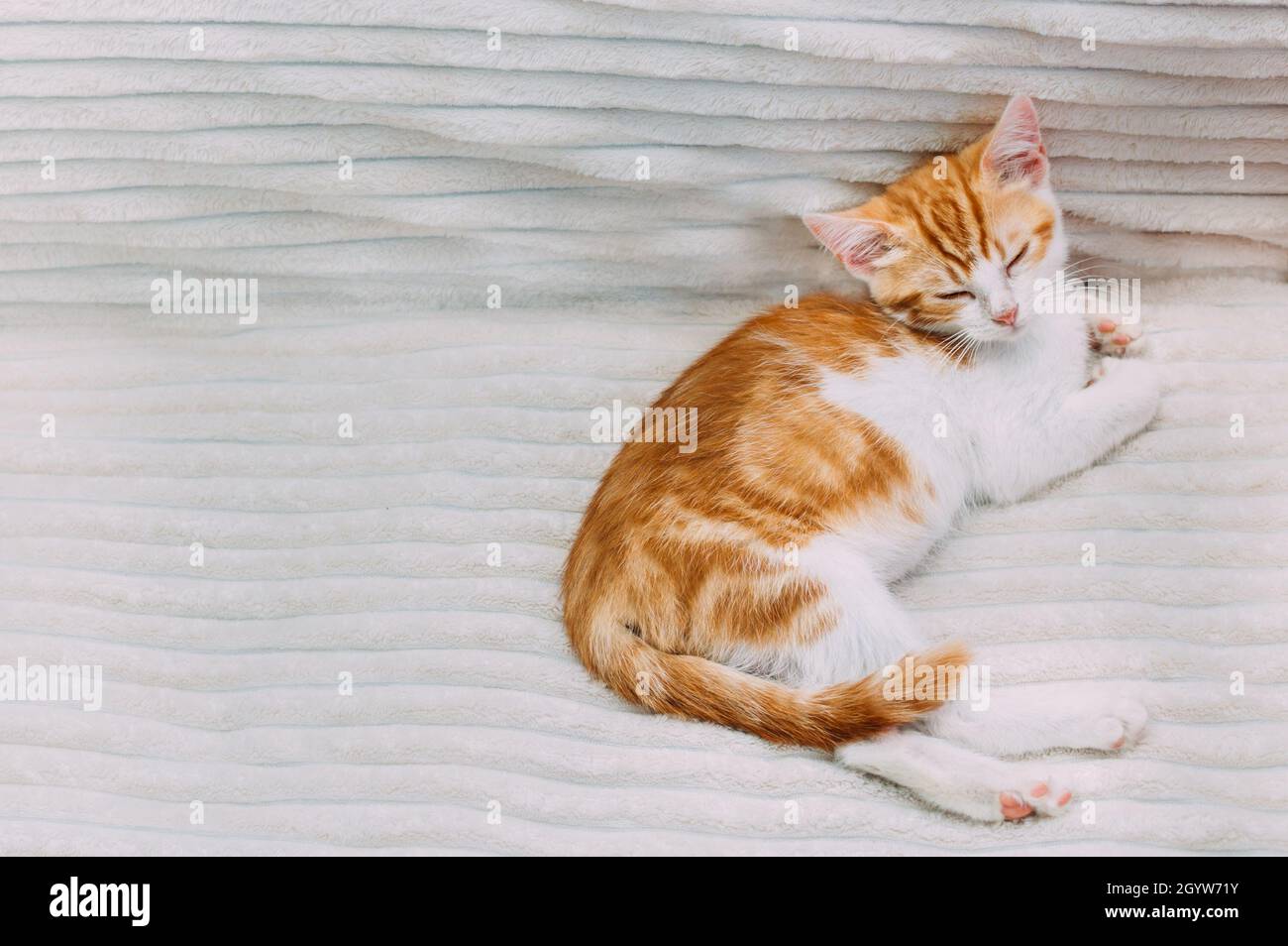 Cute ginger kitten sleeping on the bed. Copy space Stock Photo