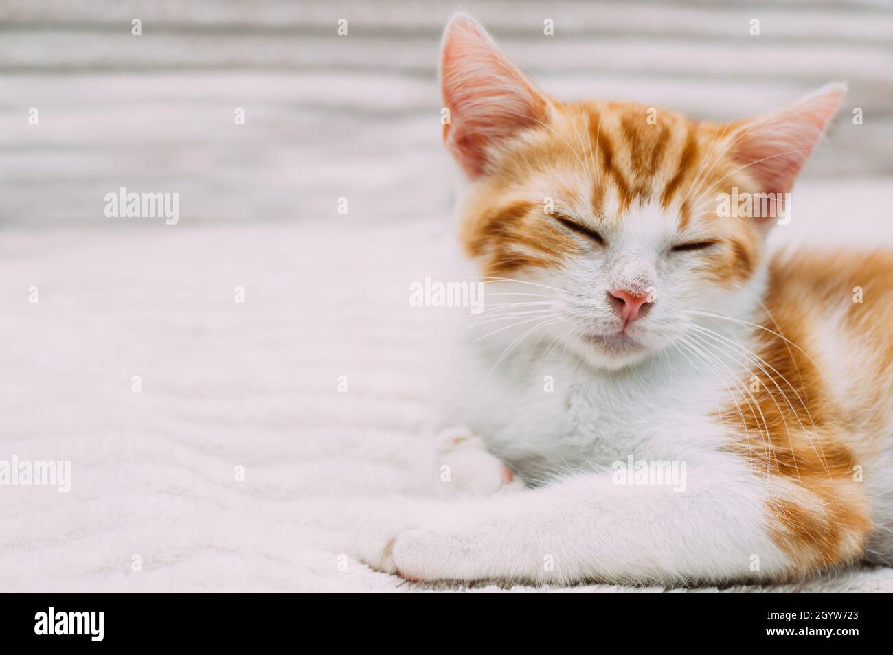Close-up portrait of cute ginger sleeping kitten Stock Photo - Alamy