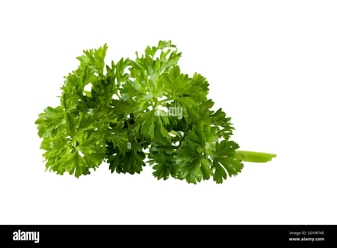 parsley bunch tied with cord isolated on white background Stock Photo