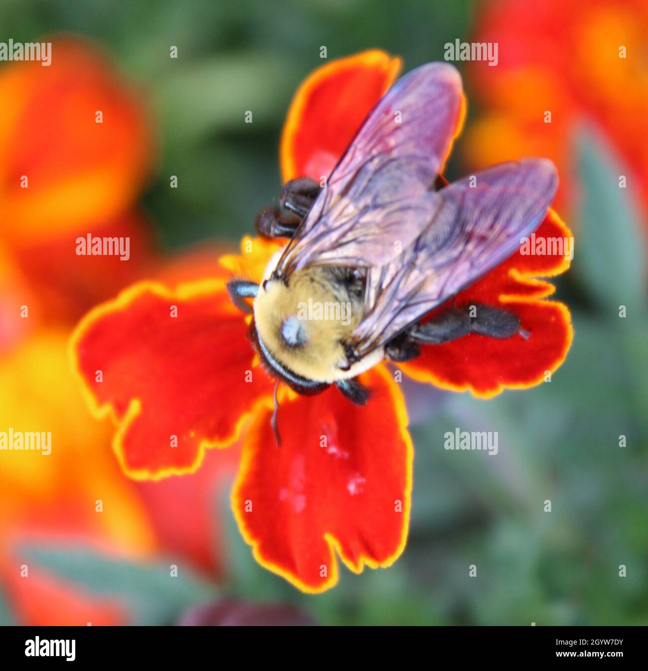 Large bee pollinating a Marigold flower. Stock Photo