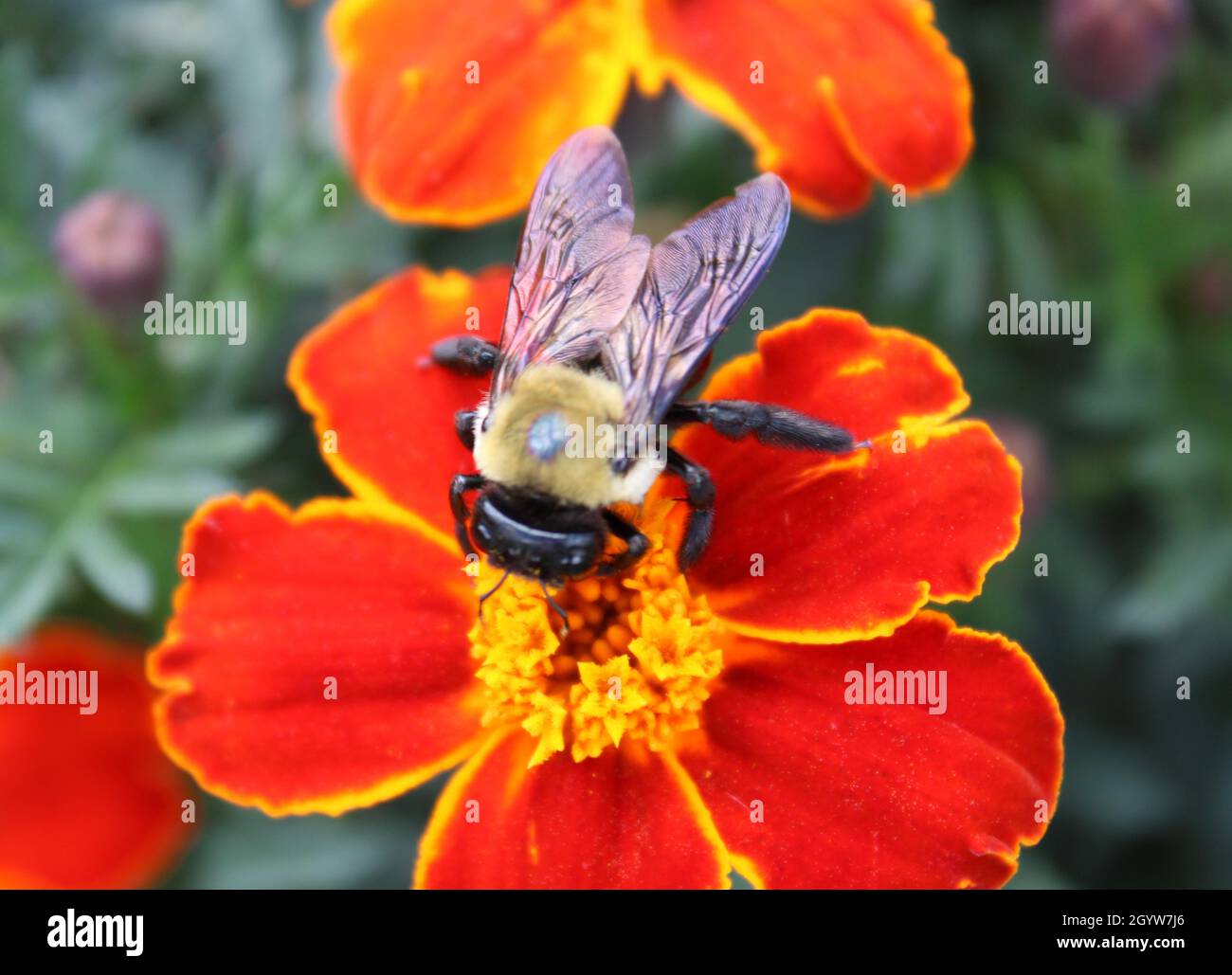 Large bee pollinating a Marigold flower. Stock Photo
