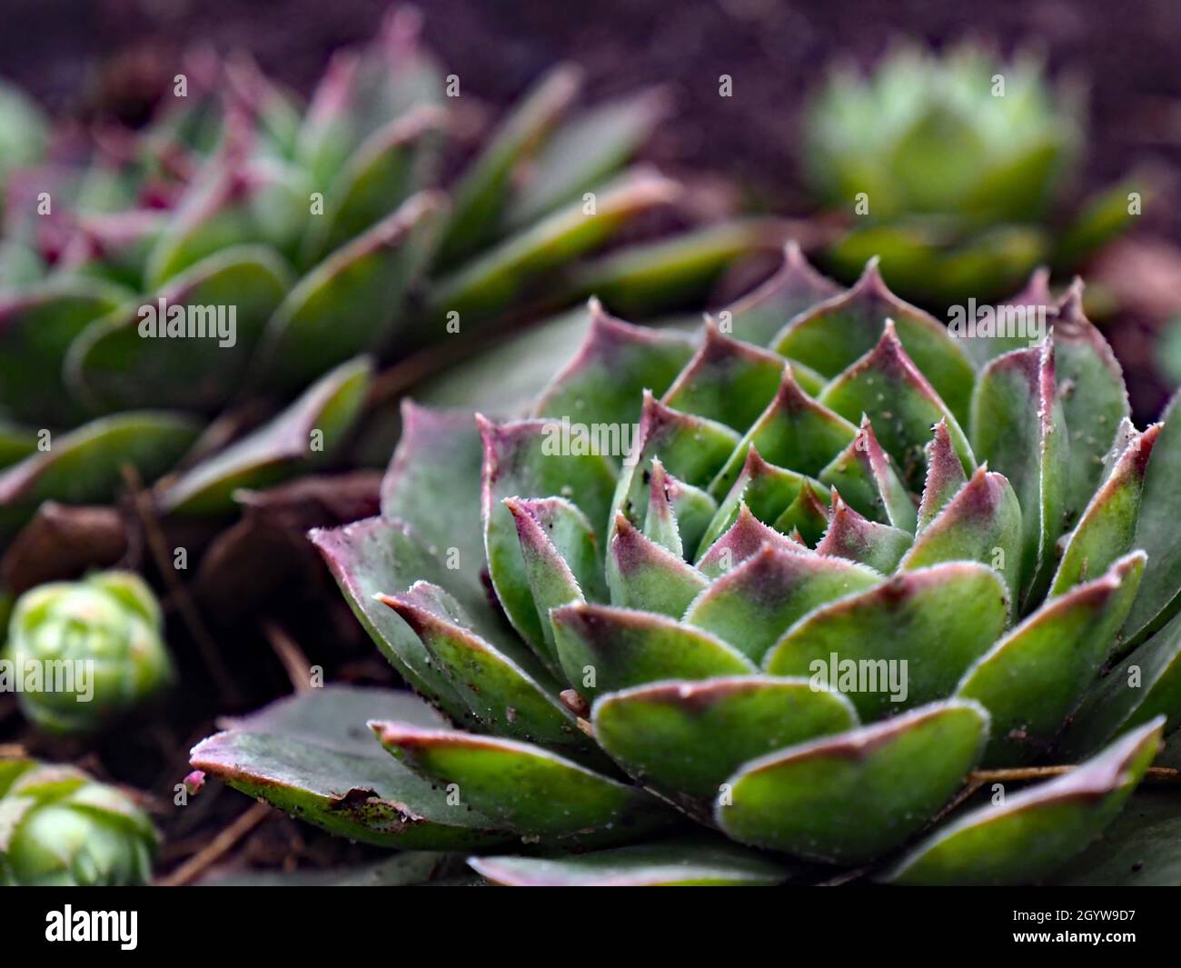 Close-up of a hen and chicks plant growing in a garden (Also known as a Houseleeks) Stock Photo