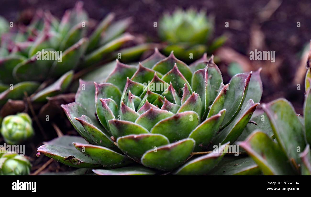 Close-up of a hen and chicks plant growing in a garden (Also known as a Houseleeks) Stock Photo