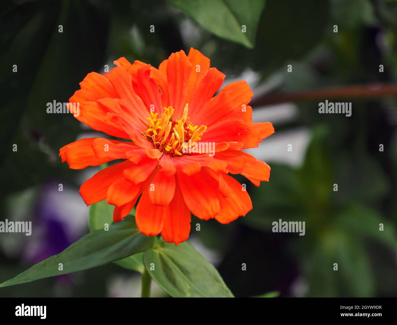 Close-up of the orange flower on a zinnia plant growing in a flowerbed. Stock Photo